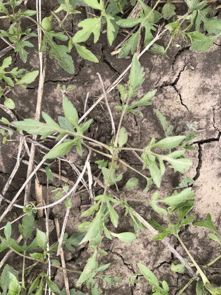 Giant Ragweed