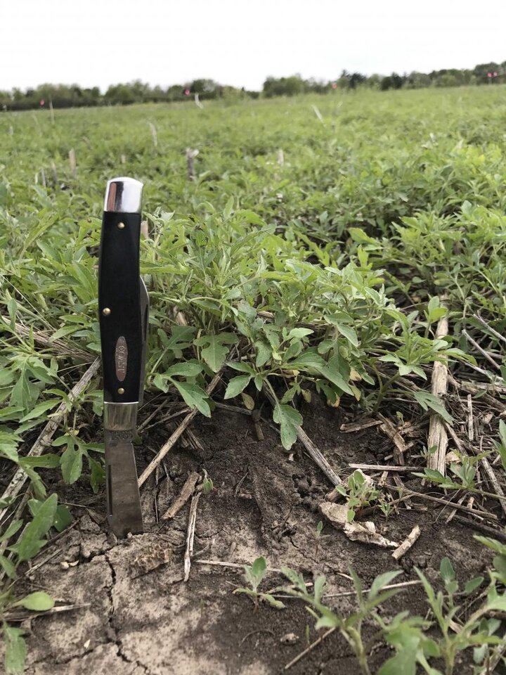 Giant ragweed in a field