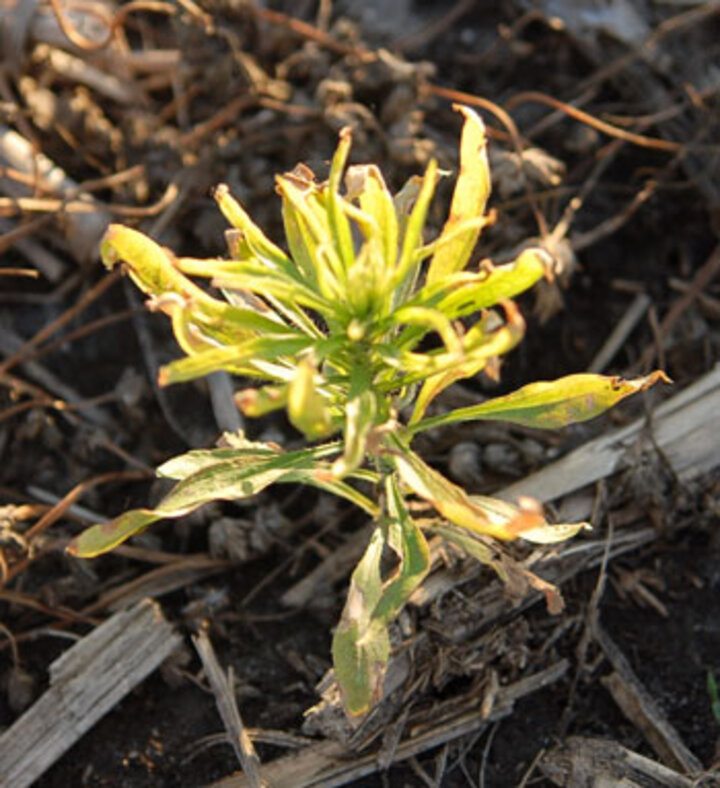 Glyphosate-resistant marestail