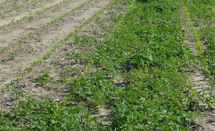 Glyphosate-resistant ragweed competing in corn