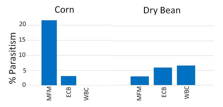 Percent Parasitism in corn and dry bean