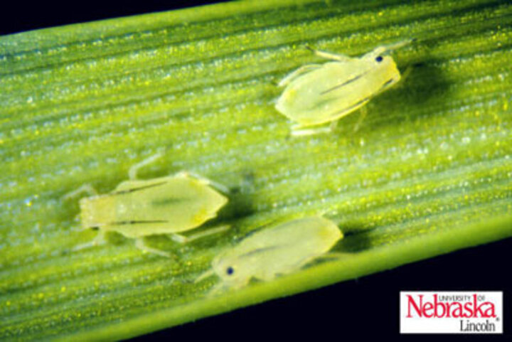 Greenbugs on winter wheat