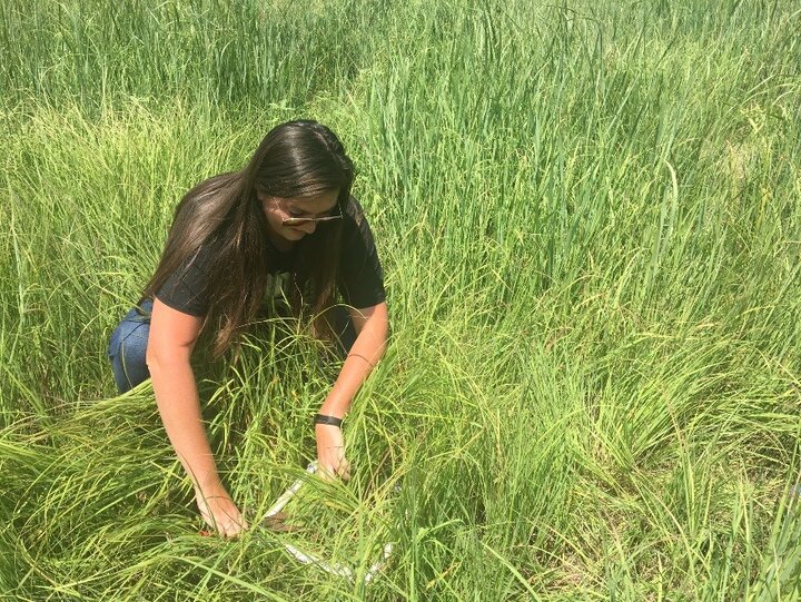 Sampling indiangrass