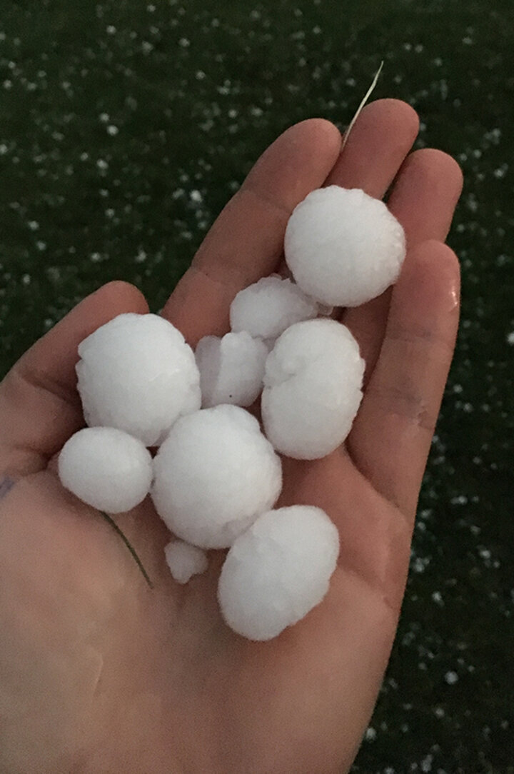 size of hail stones damaging field pea