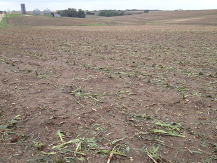 A harvested field with scattered plant debris, distant farm buildings, and a cloudy sky.