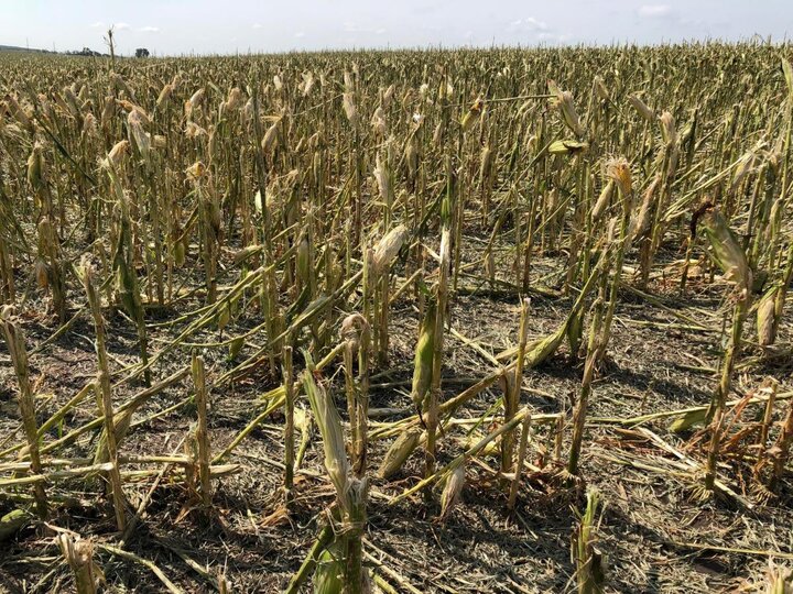 Hailed corn in Howard County Aug. 16, 2018