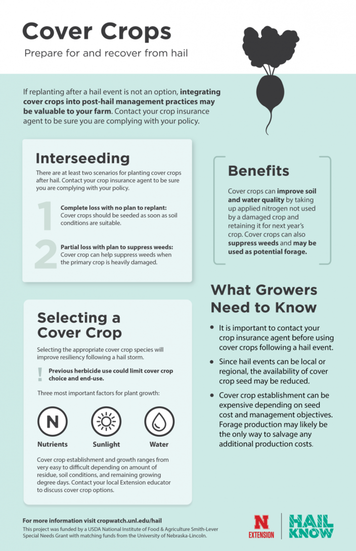 cover crops infographic