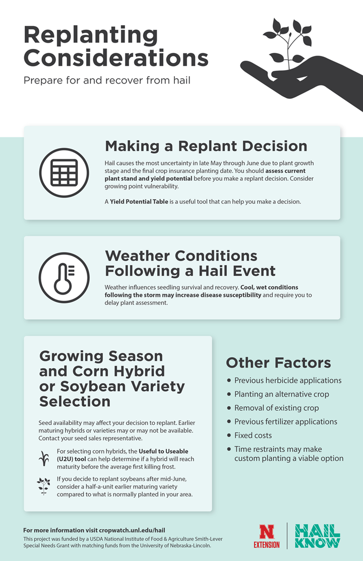 replanting infographic