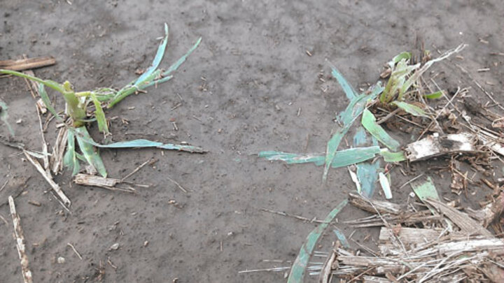  Hailed corn at V5-V6