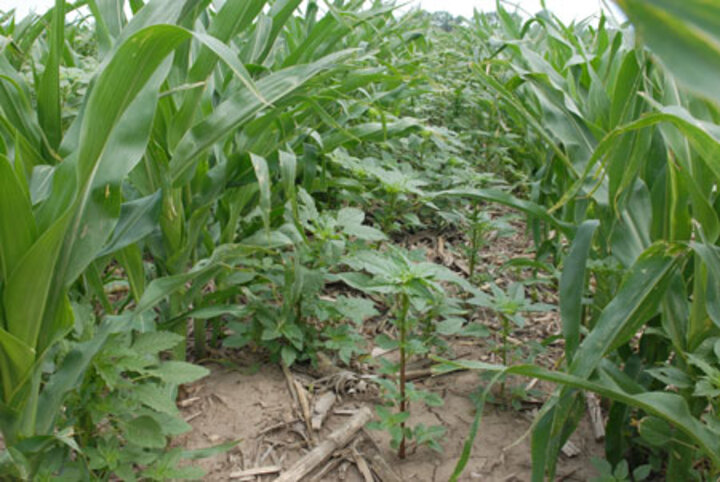 UNL Herbicide efficacy trial