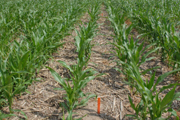 Herbicide efficacy trial with Corvus