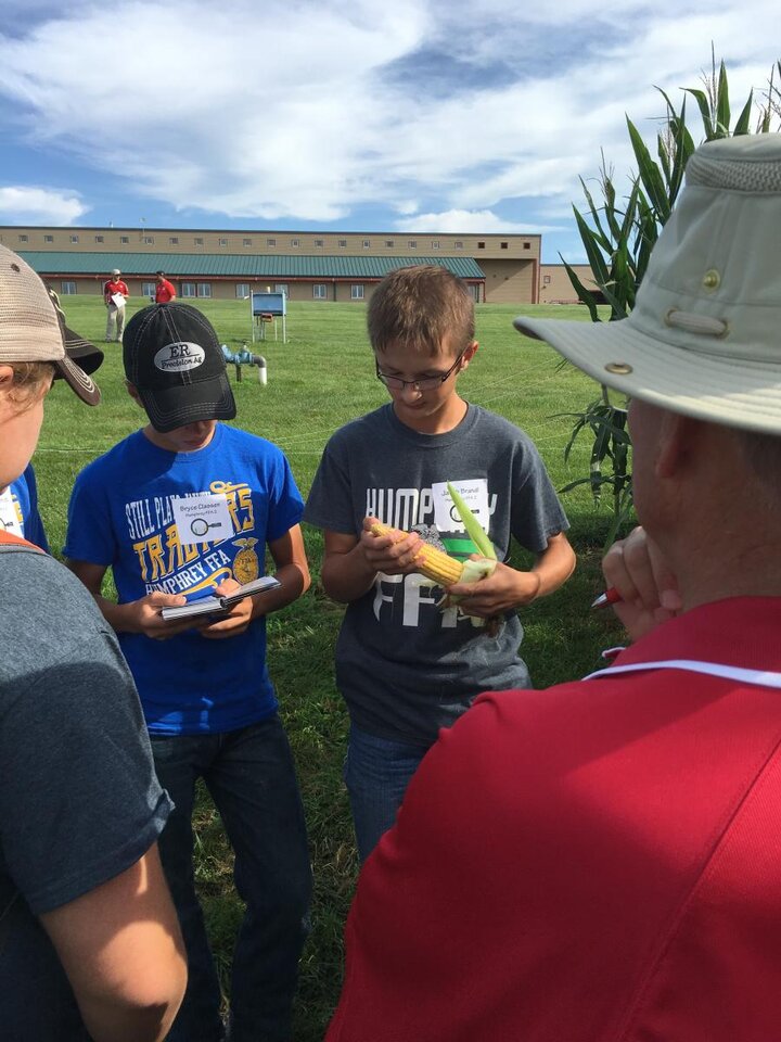 Youth examining a corn ear