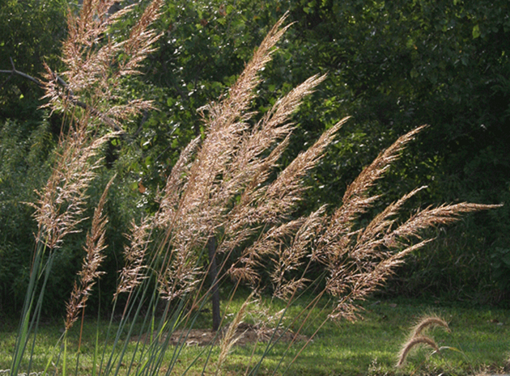 Indiangrass