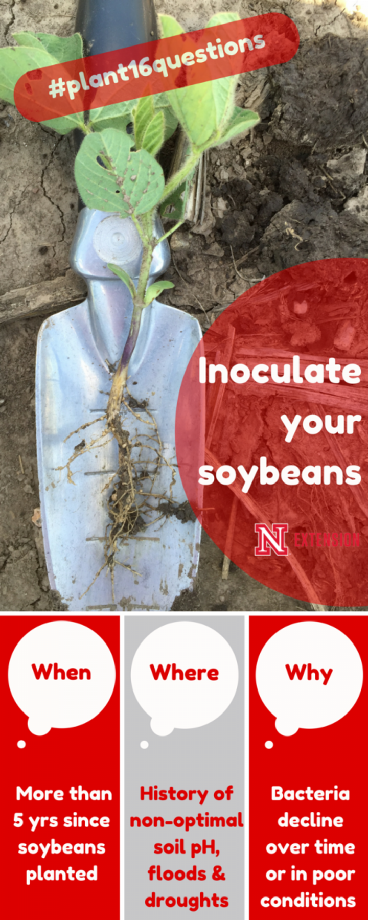 Infographic asking 3 key questions to consider before inoculating soybeans