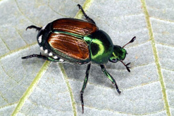 Japanese beetle (Popillia japonica Newman)