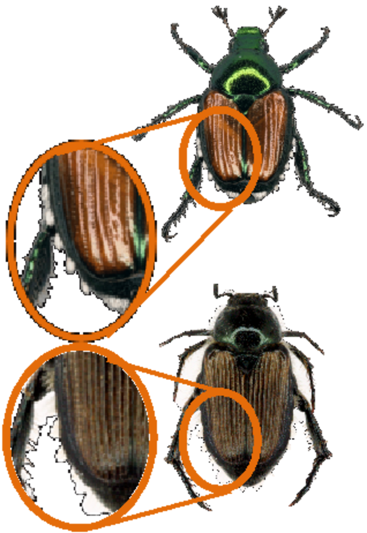 Comparison of Japanese beetle and sand chafer