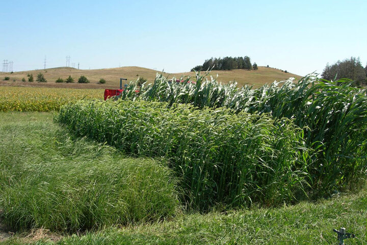 UNL trials of forages planted into wheat stubble.