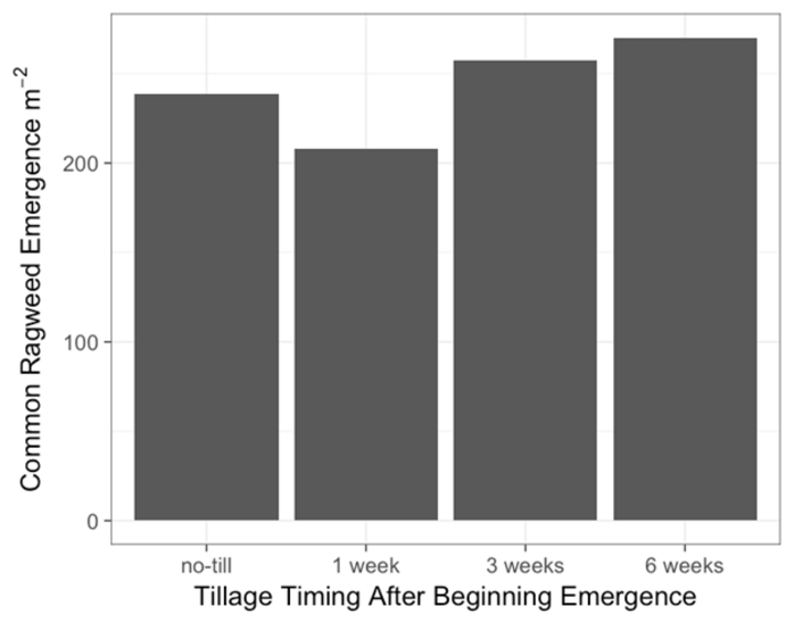 Common ragweed emergence pattern