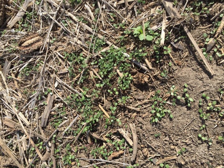 Ragweed emergence