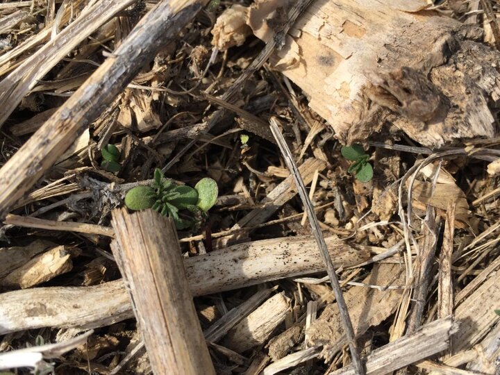 Early emergence of common ragweed