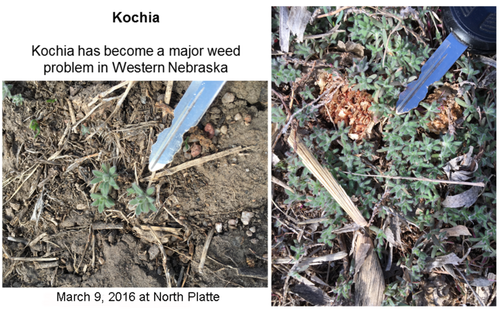 Kochia seedlings