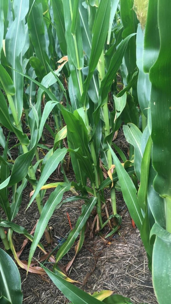 Corn with multiple tillers