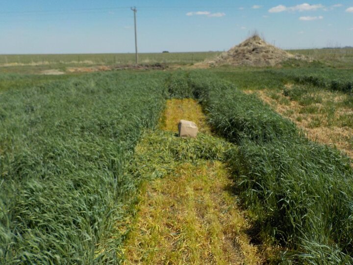 Rye cover crop