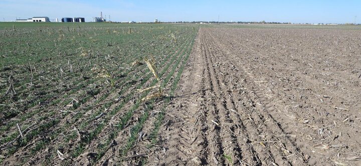 wheat research plots in western Nebraska