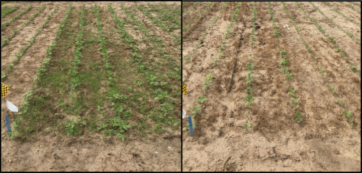 Photo comparison of trials studying the effect of weed control timing on yield of dry bean.