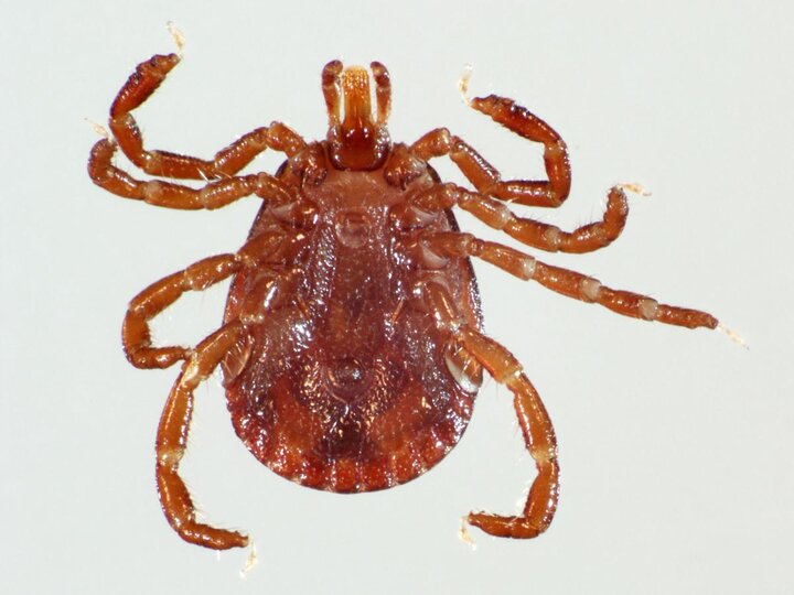 Lonestar tick male