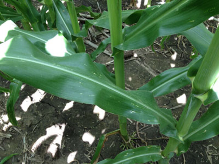 Lower corn leaves, healthy, mid July 2014