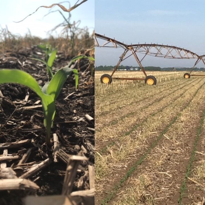 Early season corn field