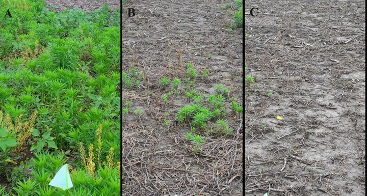 Marestail herbicide trials