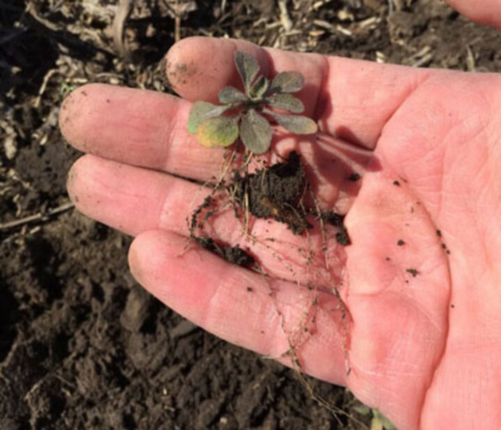 Marestail root