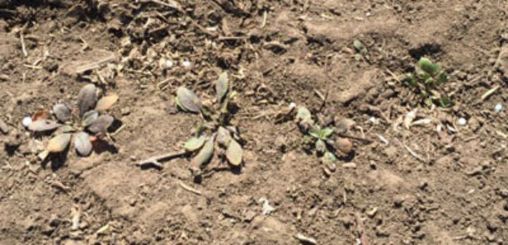 Marestail rosettes