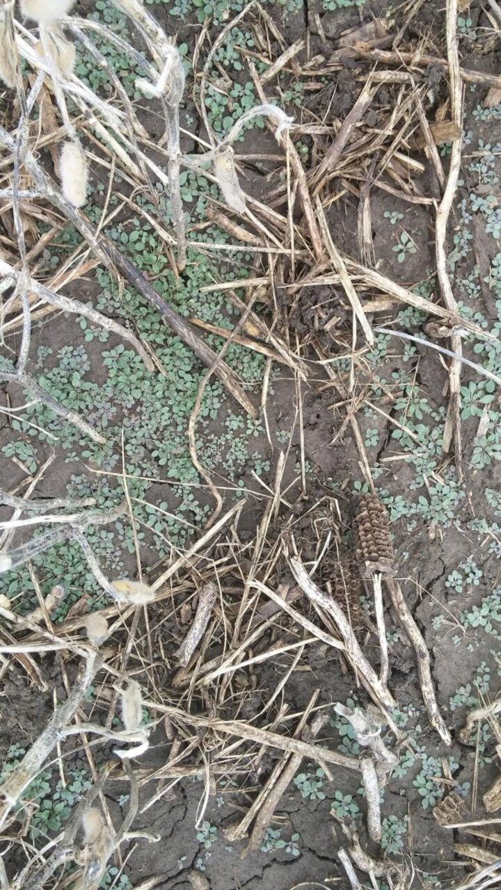 marestail seeding