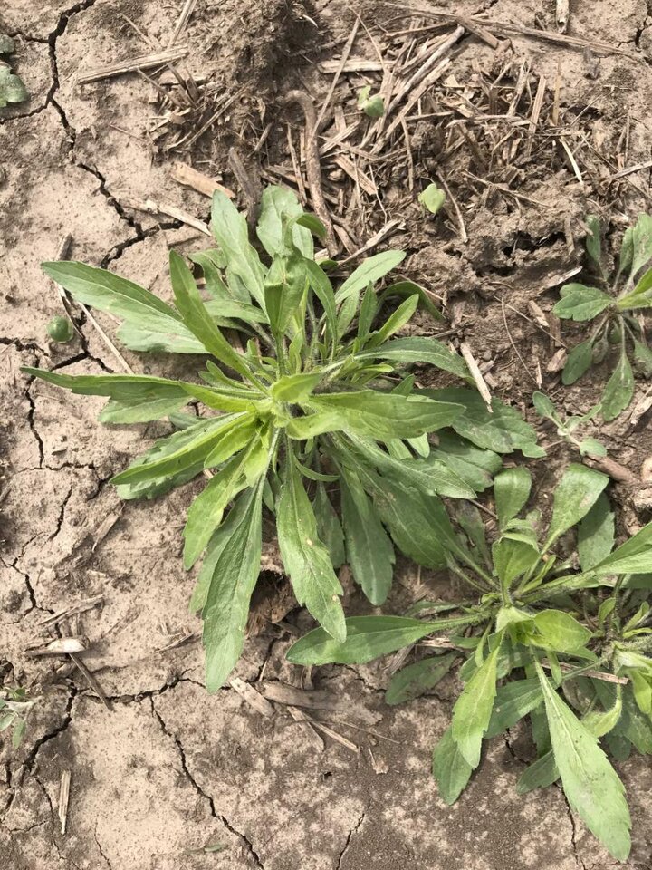 marestail