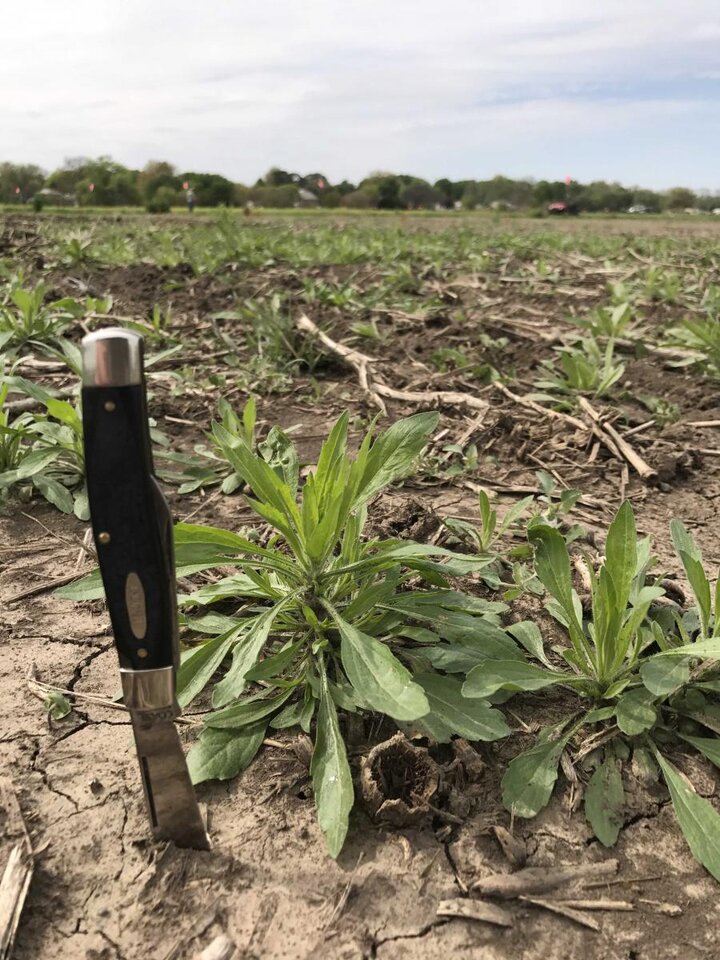 marestail in field