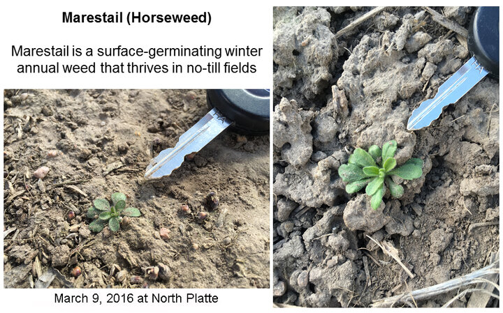 Marestail seedlings