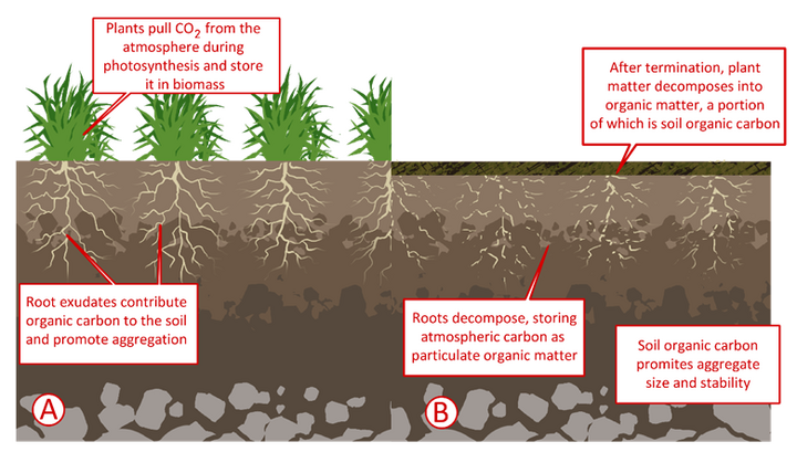 Diagram of how plants sequester carbon