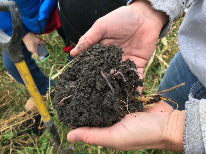 Earth worms from a cover crop field