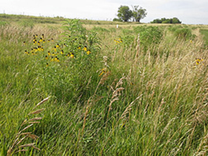 Nebraska prairie