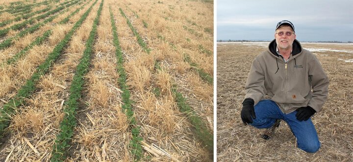 Don Batie in his soybean field trial