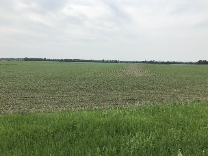 sugar beets emerging