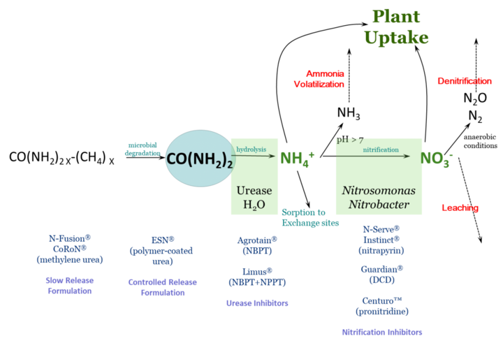 Illustration of nitrogen loss routes