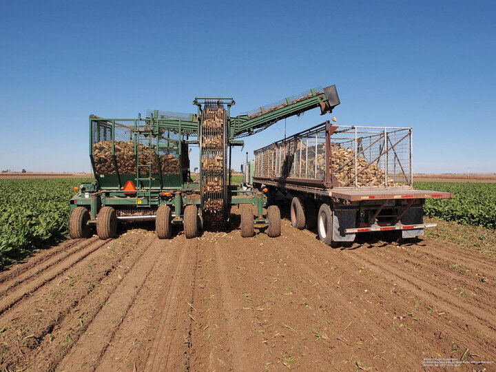 Figure 3. Sugar beet puller and truck transportation