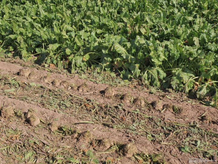 Figure 2. Defoliated and un-defoliated sugar beets in the field