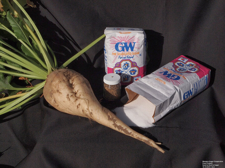 Figure 8. Final product. From seed, to beet, to sugar.  The single sugar beet seed is on the lid