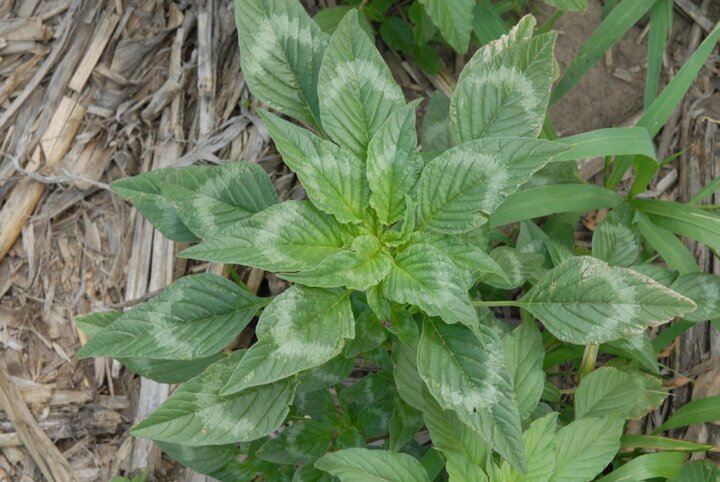 Palmer amaranth