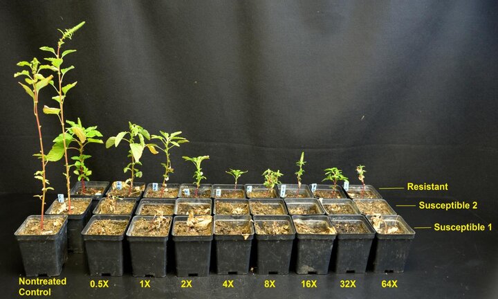 Palmer amaranth plants in the greenhouse